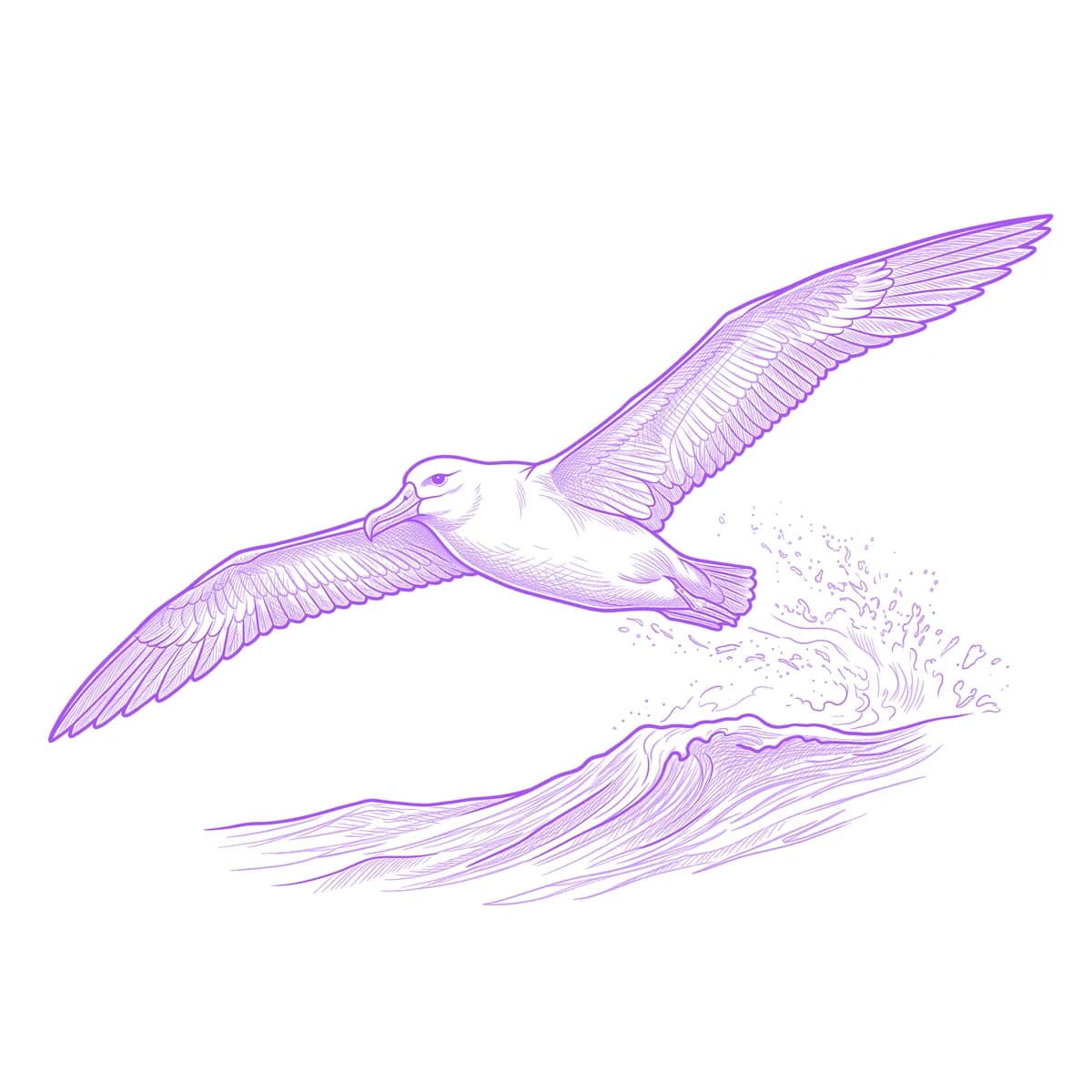 Albatross Tattoo Stencil