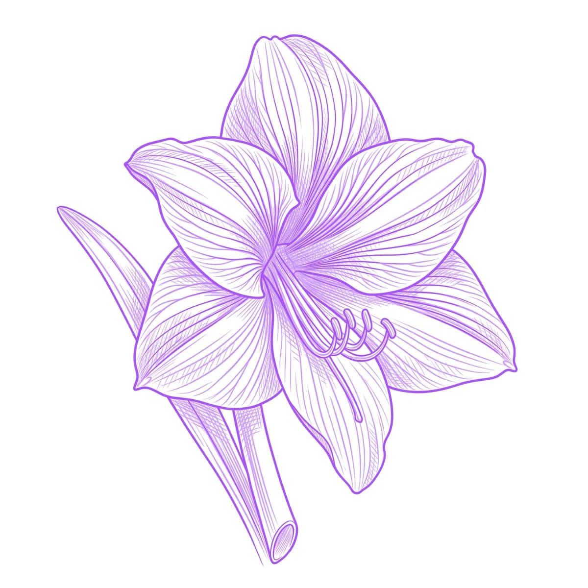 Amaryllis Tattoo Stencil