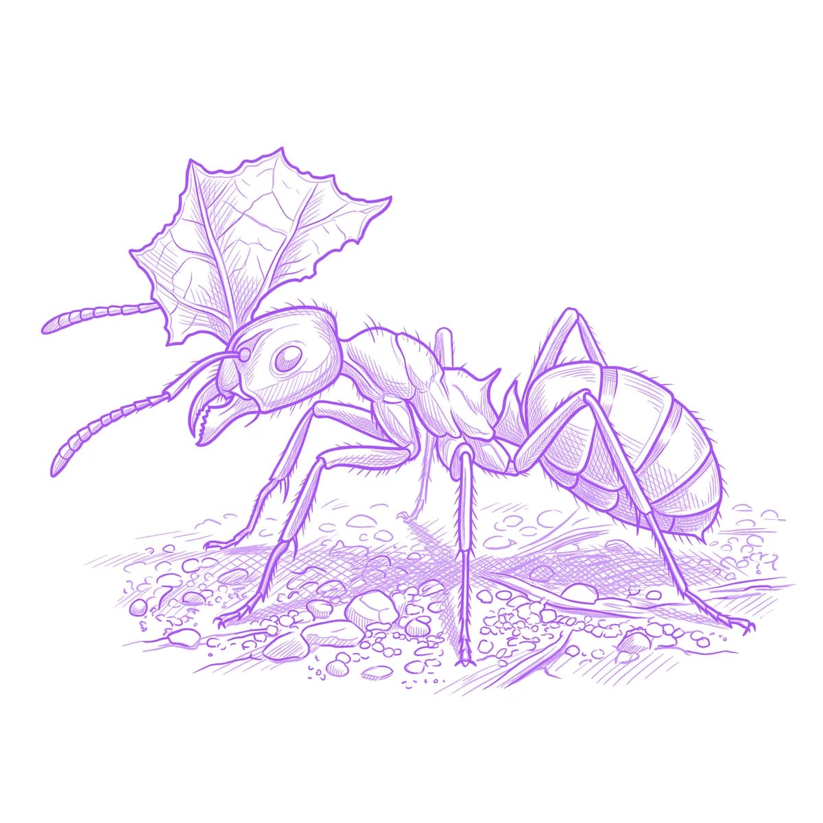 Ant Tattoo Stencil