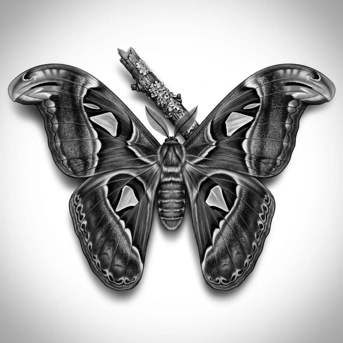 Atlas Moth — Reference