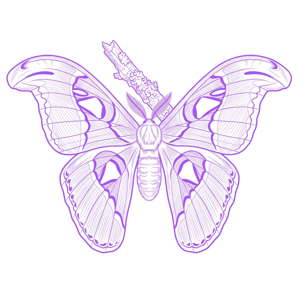 Atlas Moth Tattoo Stencil