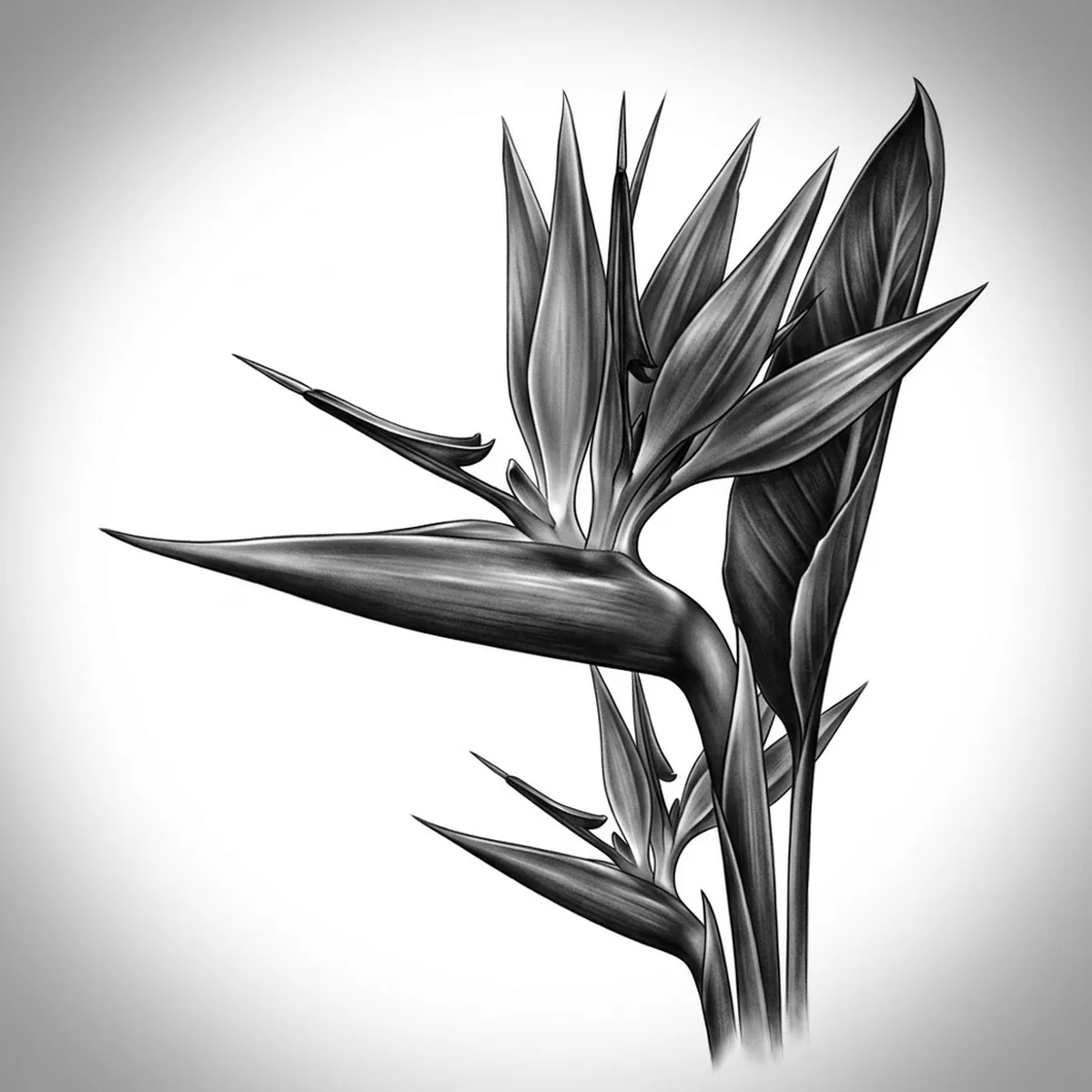 Bird of Paradise — Reference