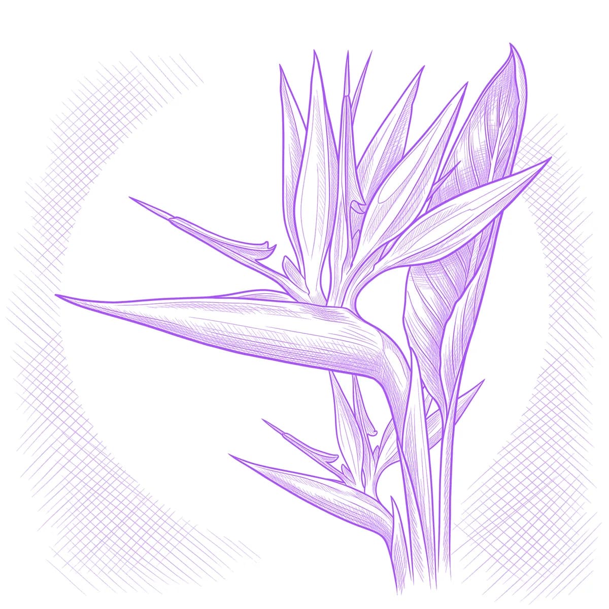 Bird of Paradise Tattoo Stencil