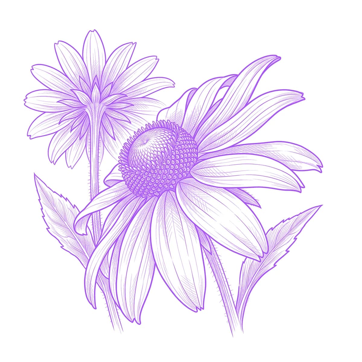 Black-Eyed Susan Tattoo Stencil