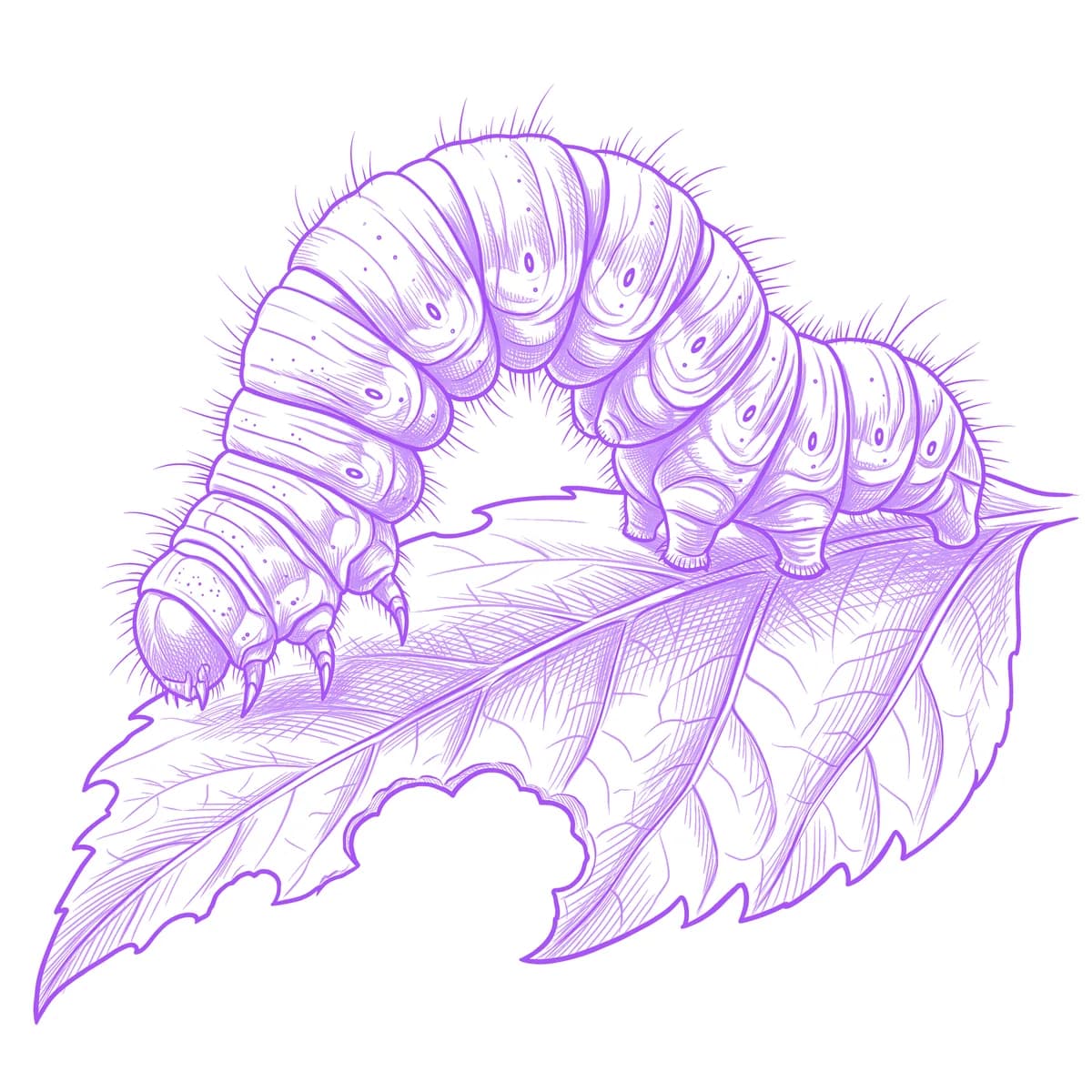 Caterpillar Tattoo Stencil