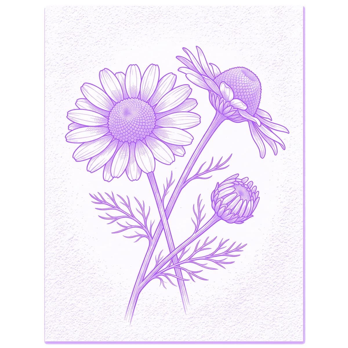 Chamomile Tattoo Stencil