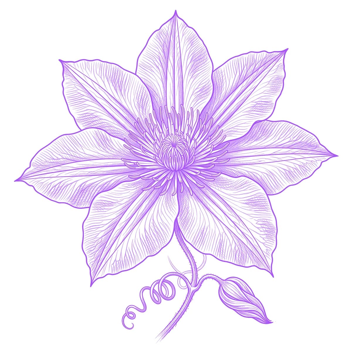 Clematis Tattoo Stencil
