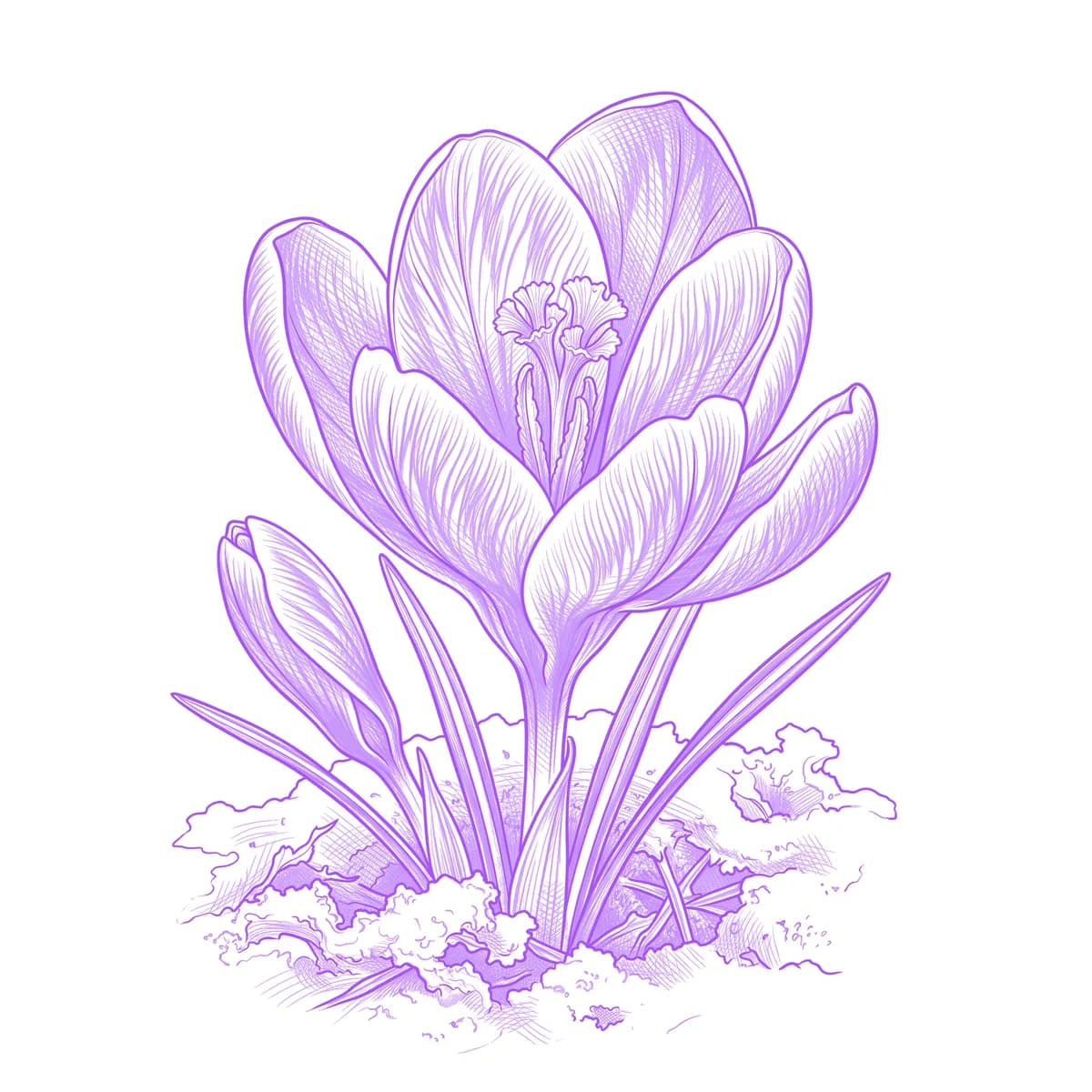 Crocus Tattoo Stencil