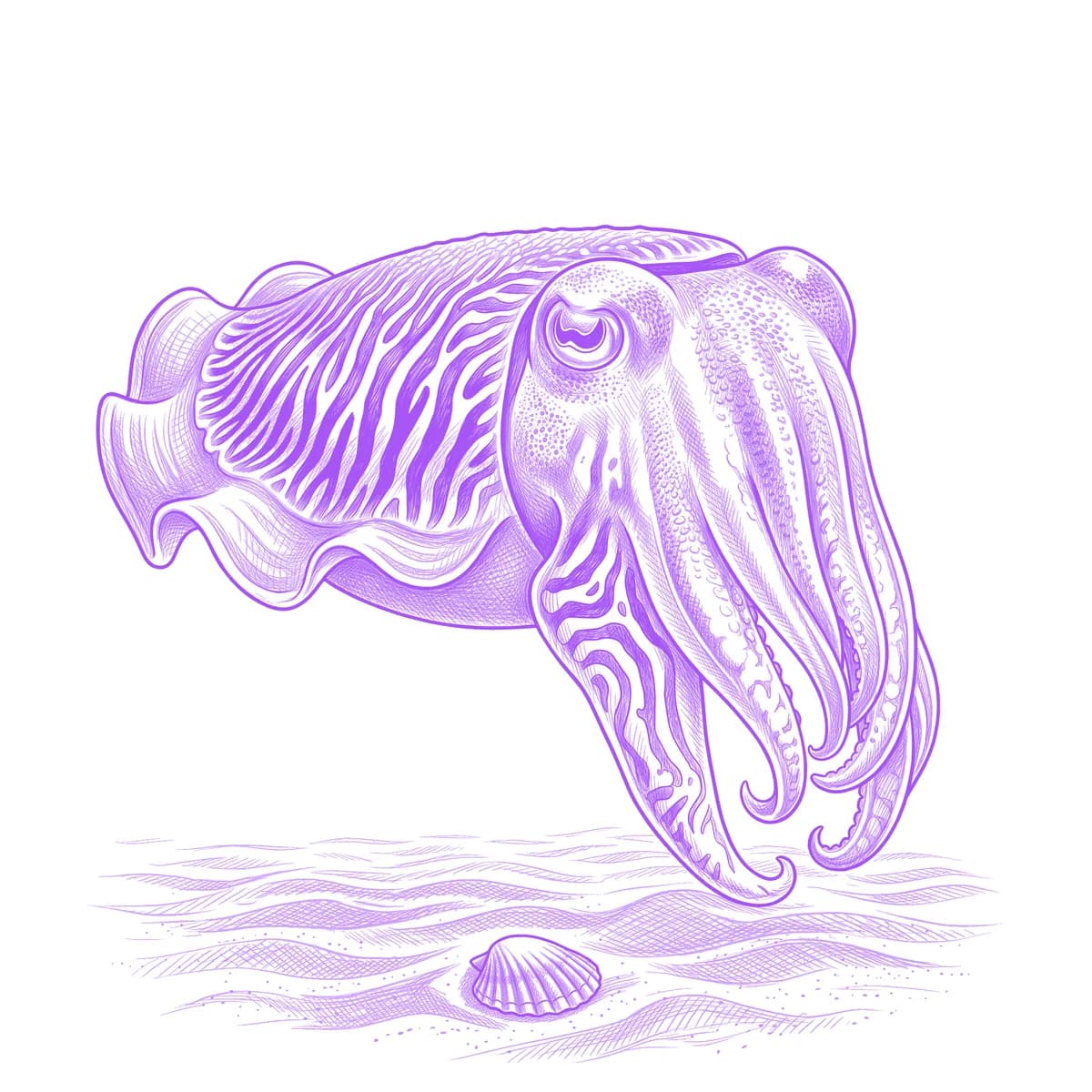 Cuttlefish Tattoo Stencil