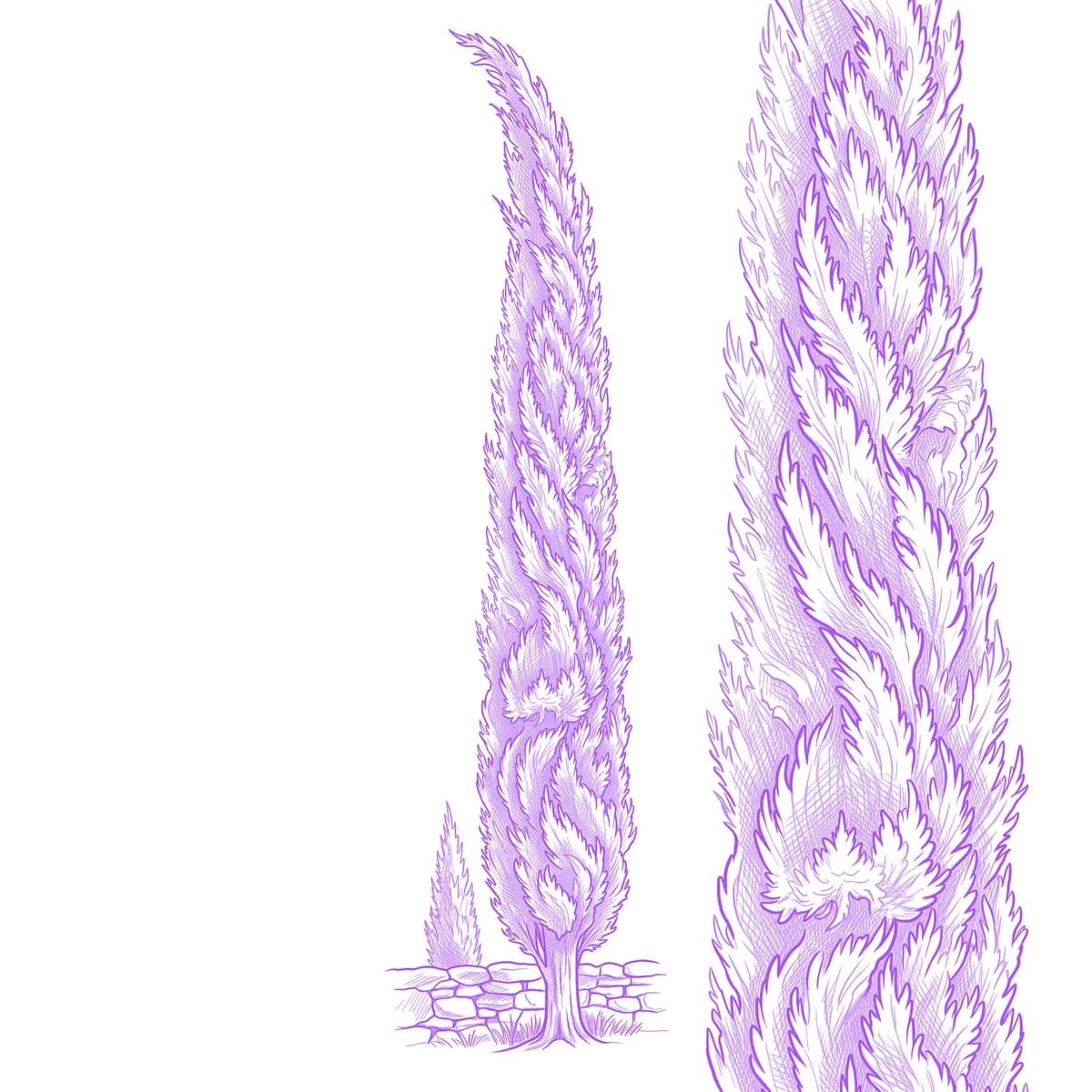 Cypress Tree Tattoo Stencil