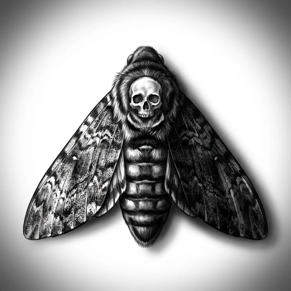 Death Head Moth — Reference