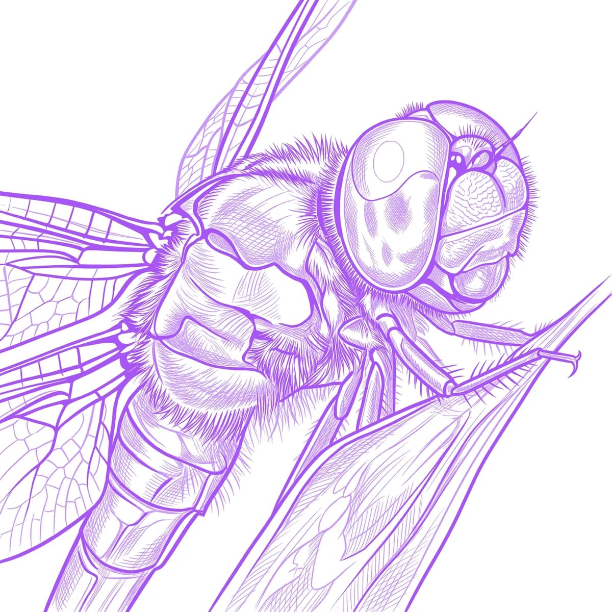 Dragonfly Stencil