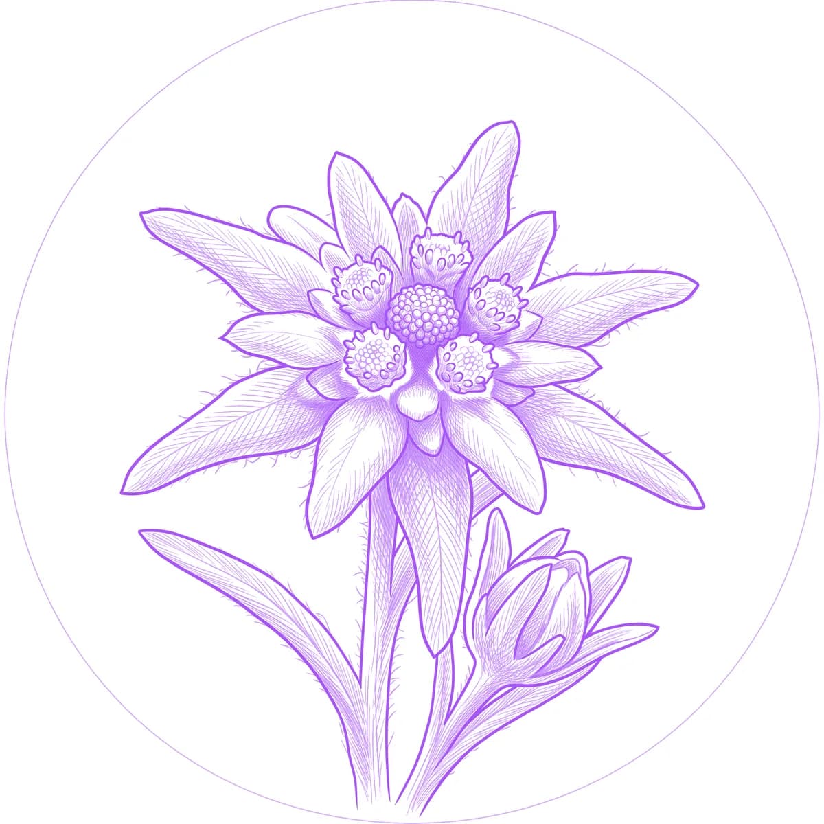 Edelweiss Tattoo Stencil