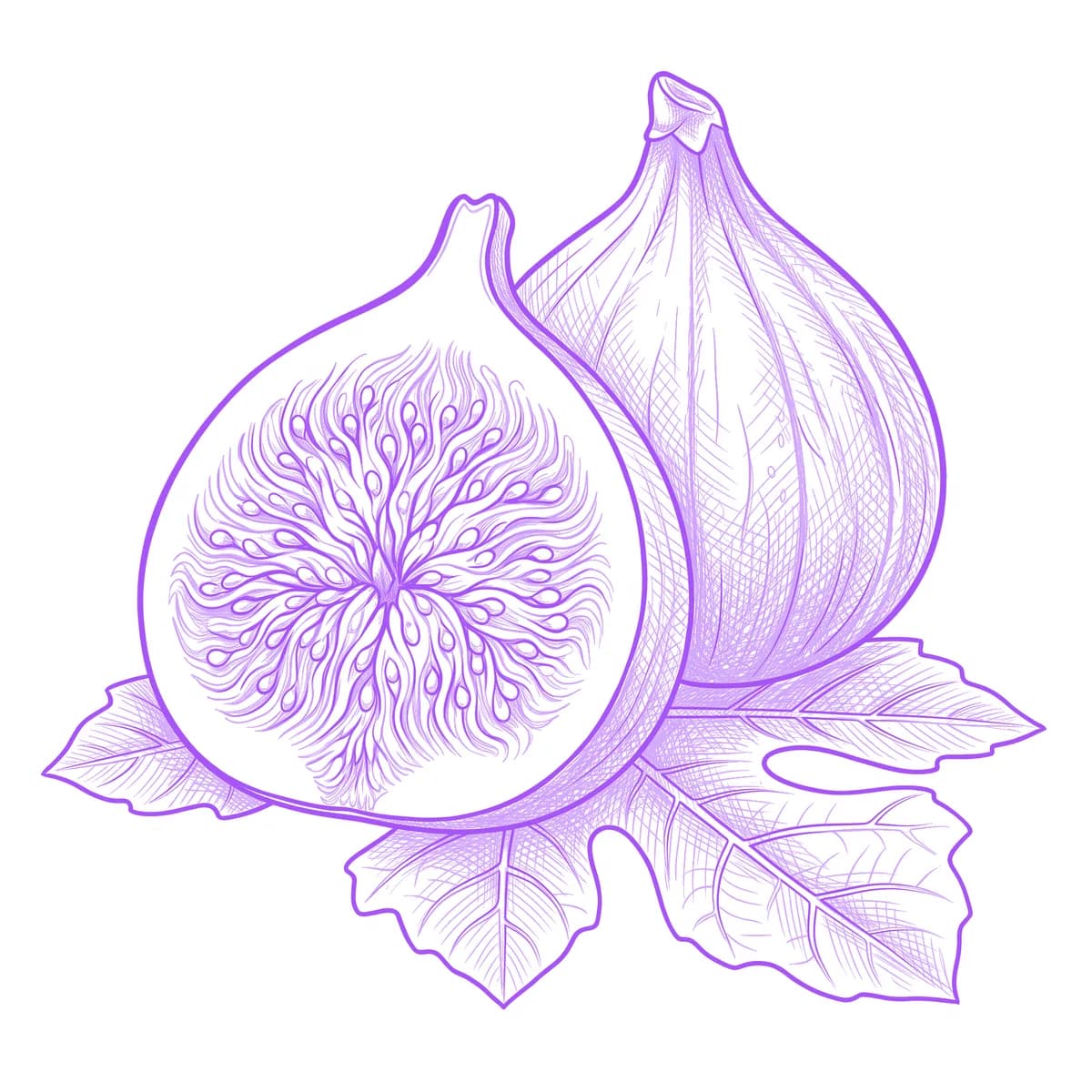 Fig Tattoo Stencil