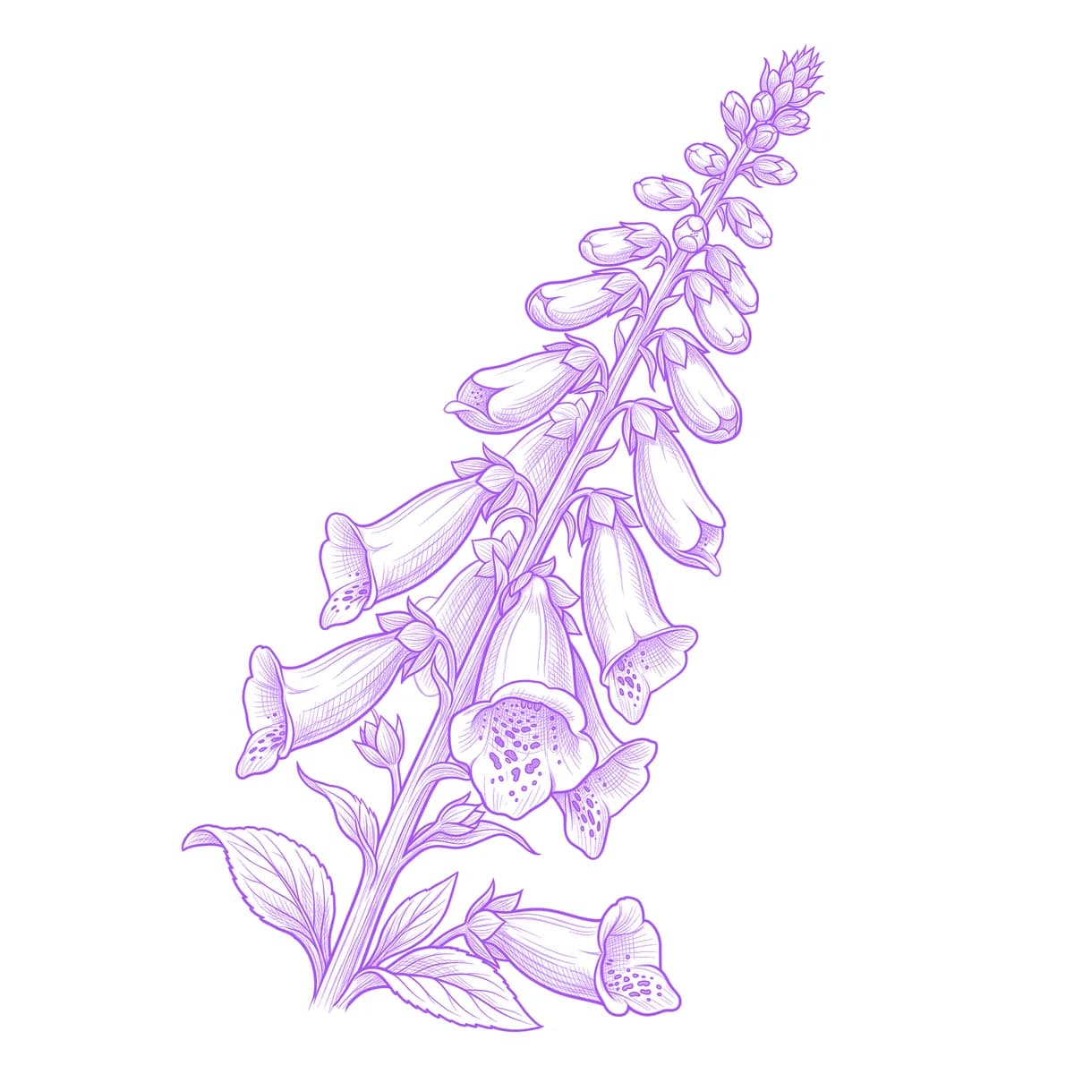 Foxglove Tattoo Stencil