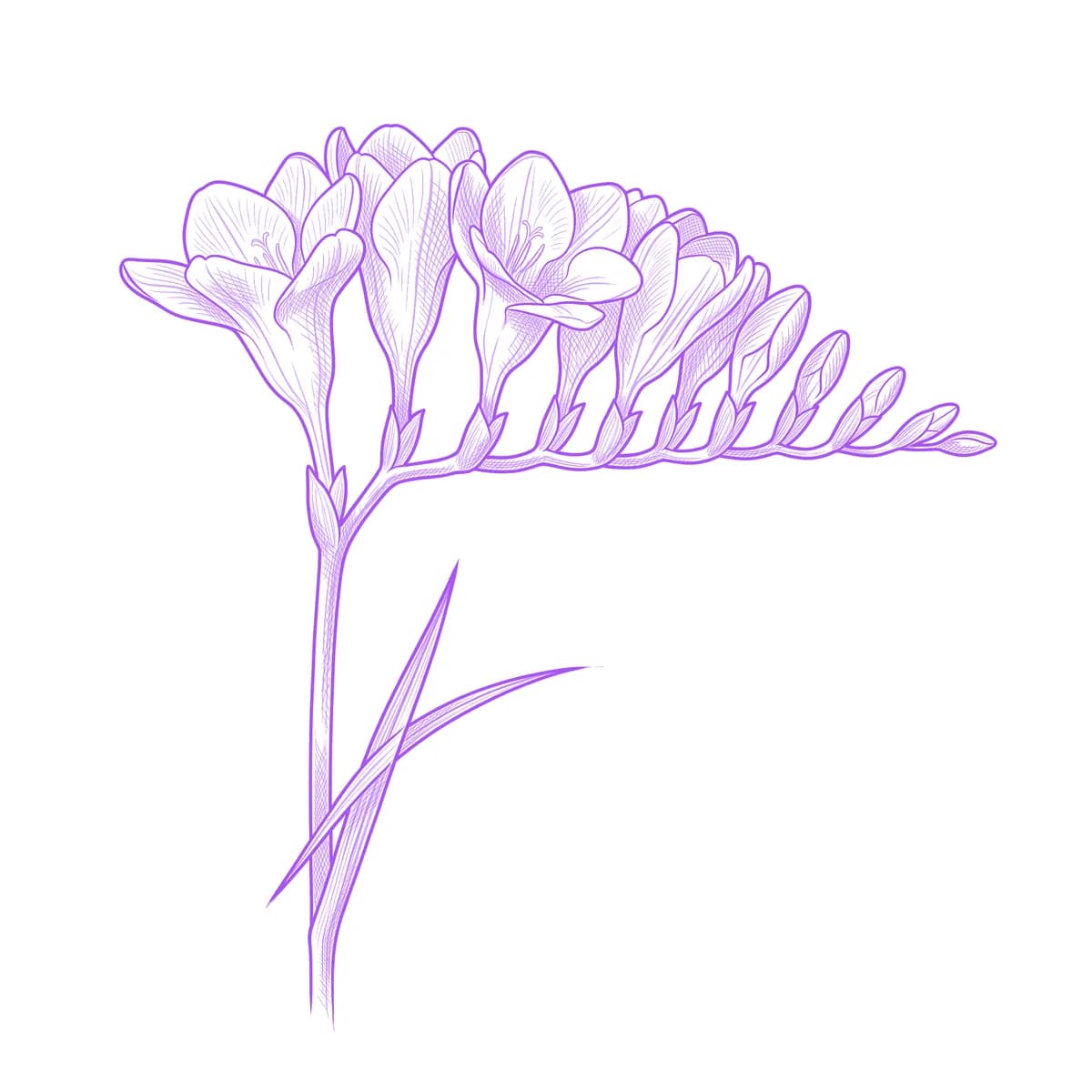 Freesia Tattoo Stencil