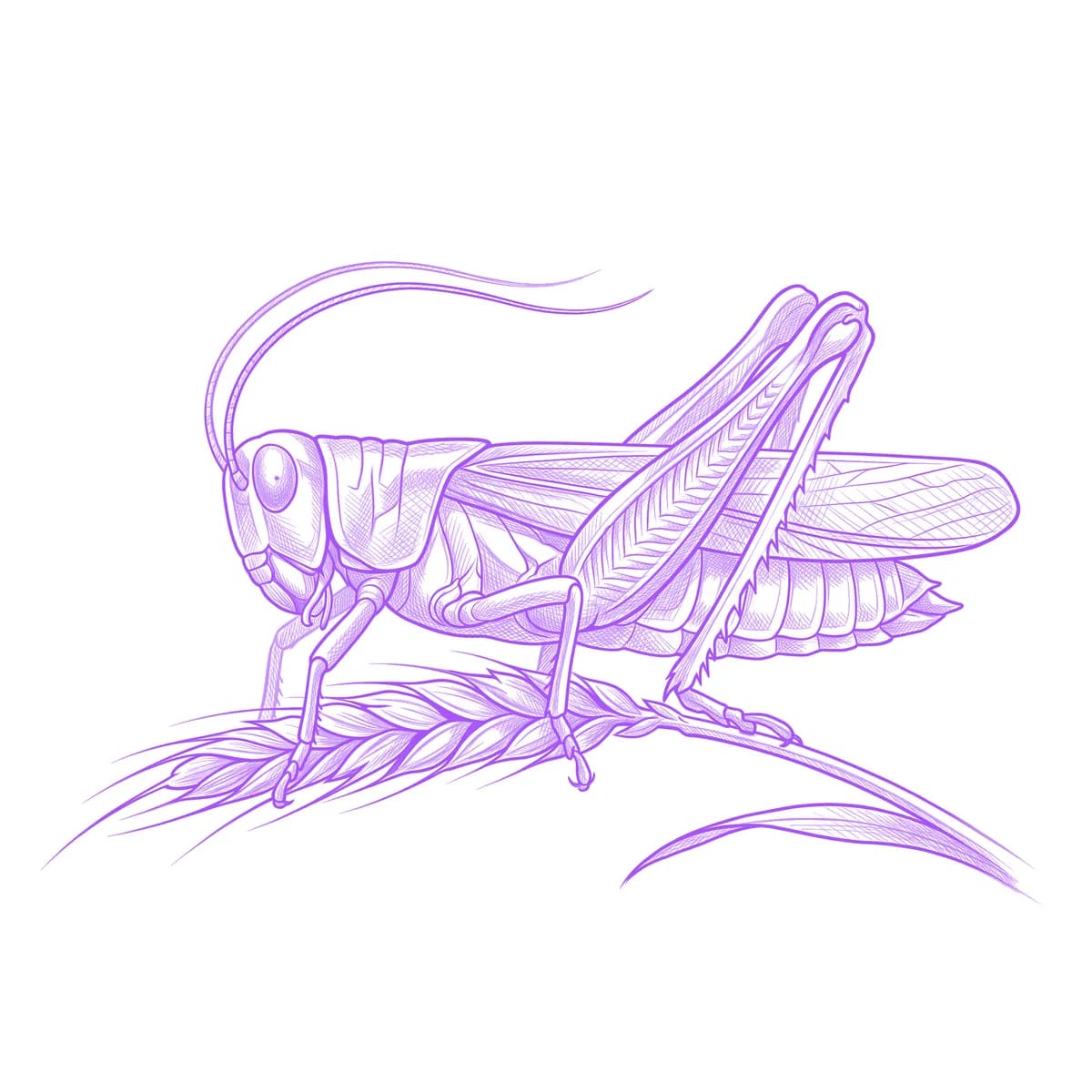 Grasshopper Tattoo Stencil