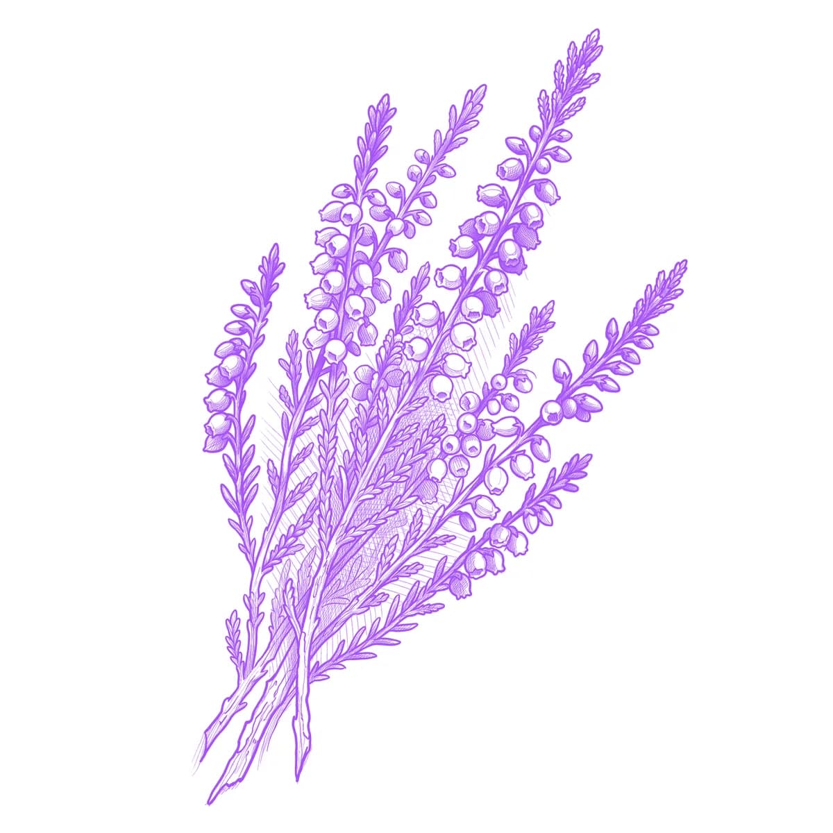 Heather Tattoo Stencil