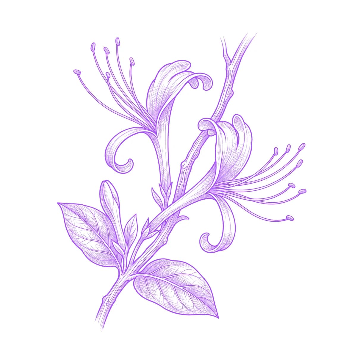 Honeysuckle Tattoo Stencil