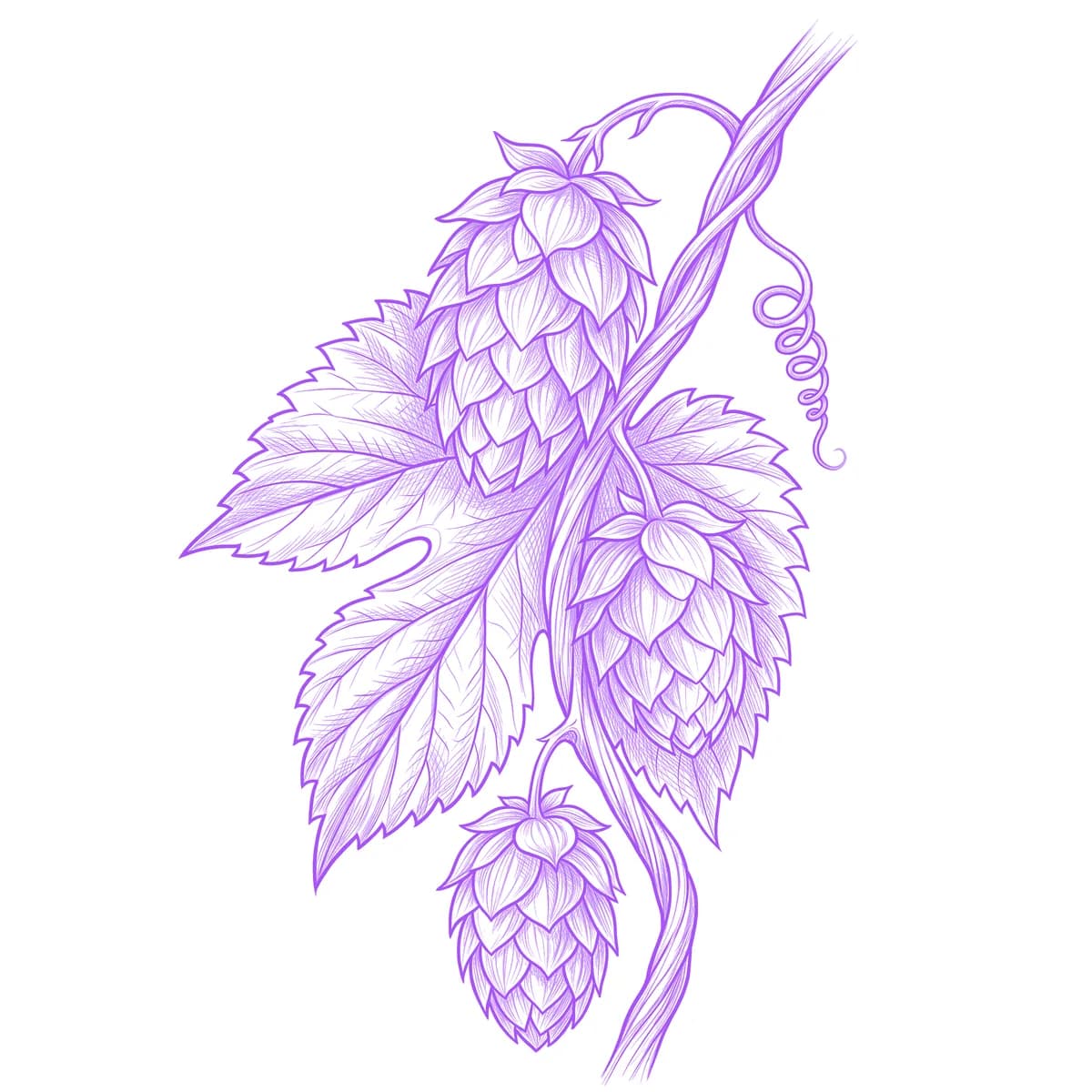 Hops Tattoo Stencil