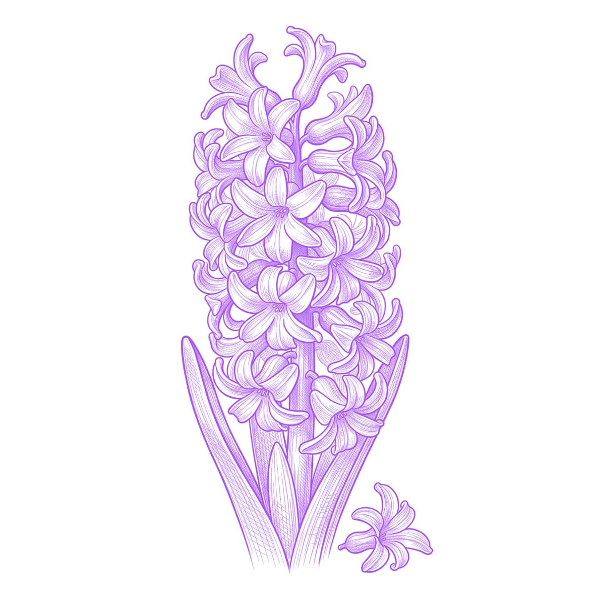 Hyacinth Tattoo Stencil