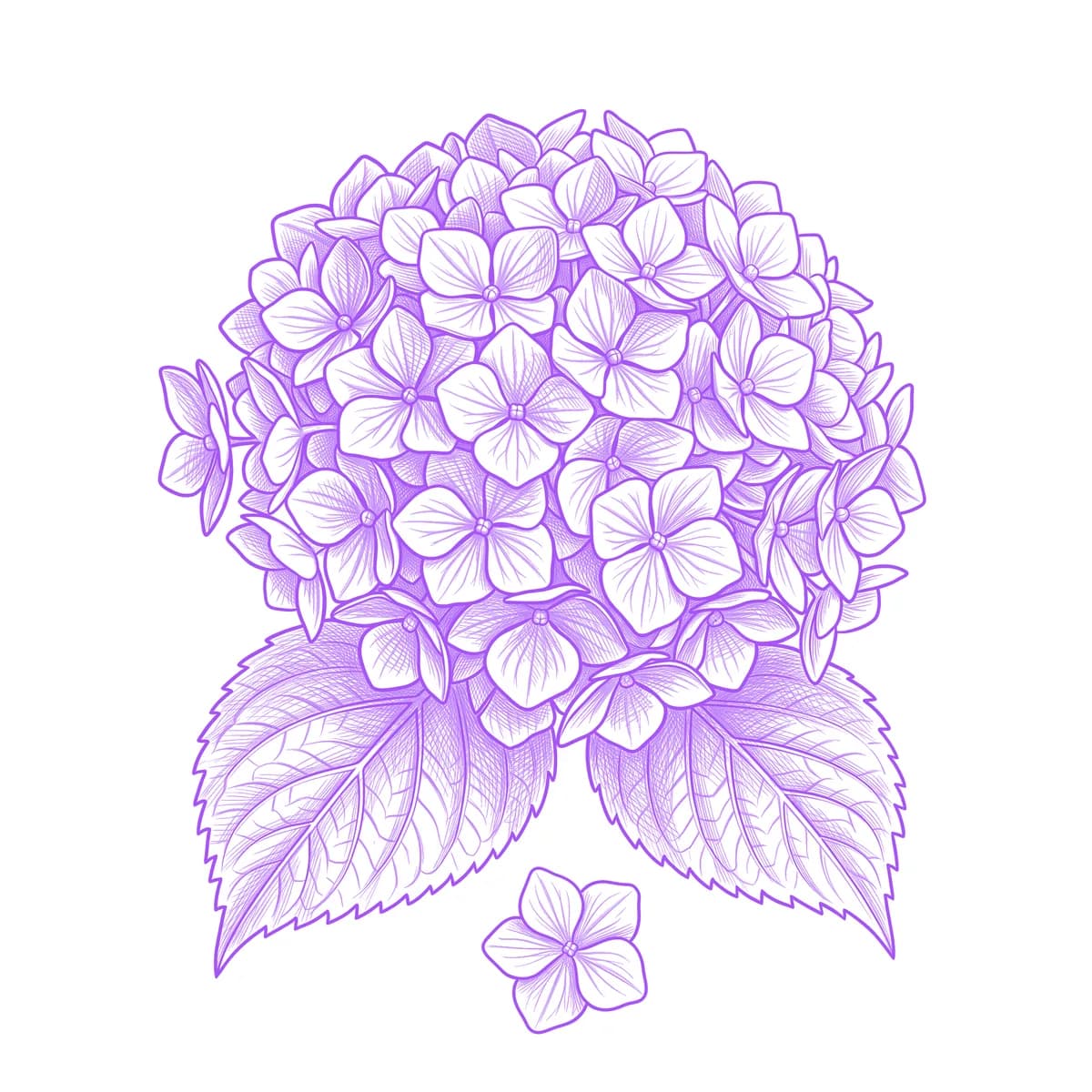 Hydrangea Tattoo Stencil