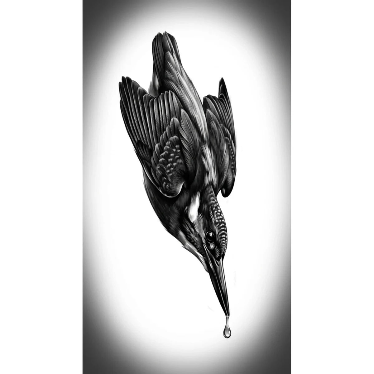 Kingfisher Reference