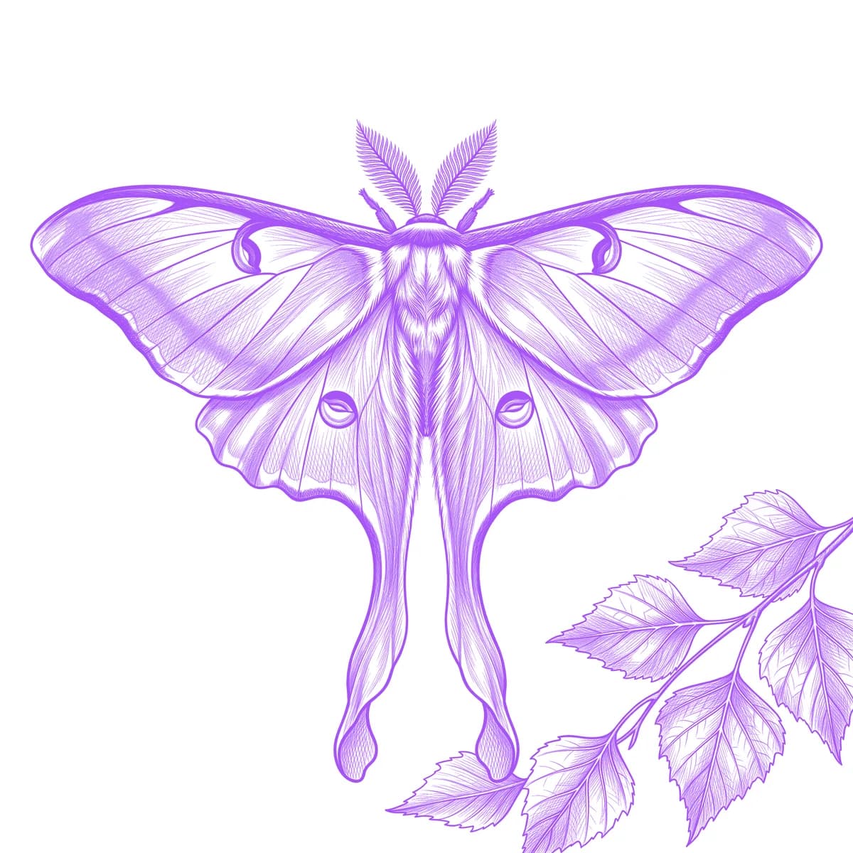 Luna Moth Tattoo Stencil