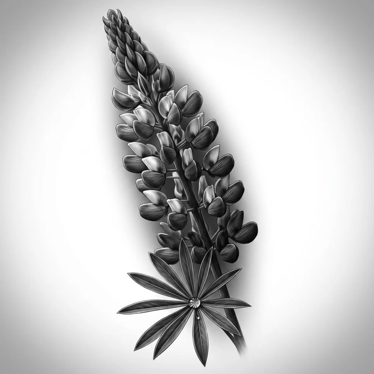 Lupine — Reference