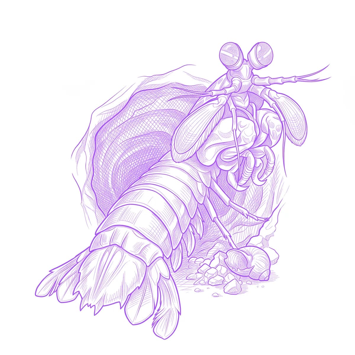 Mantis Shrimp Tattoo Stencil