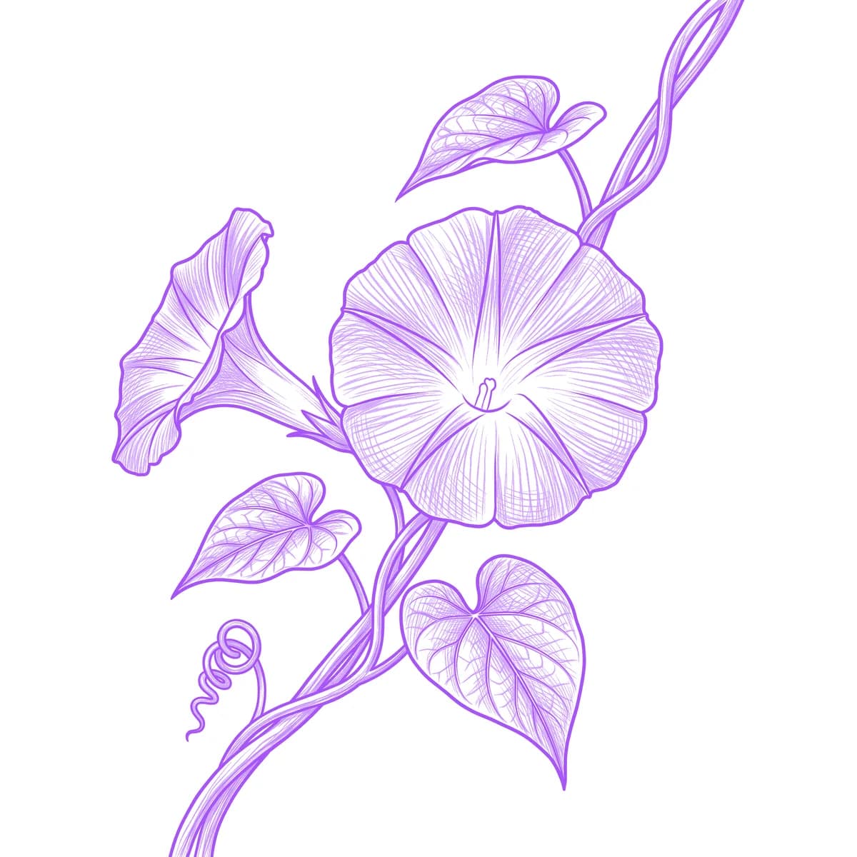 Morning Glory Tattoo Stencil