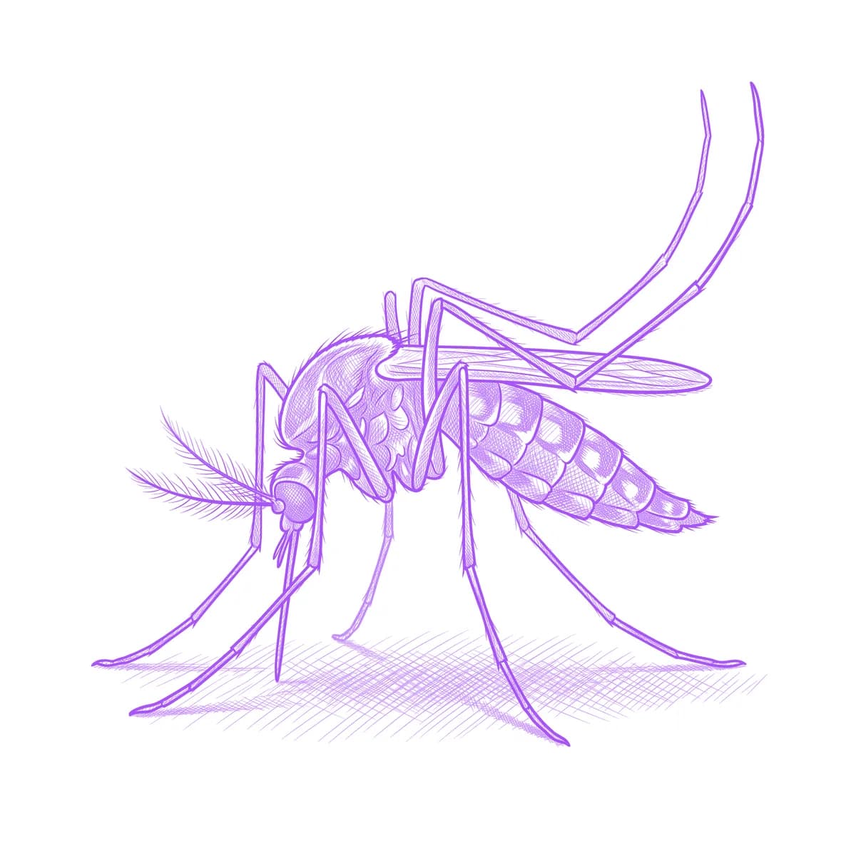 Mosquito Tattoo Stencil