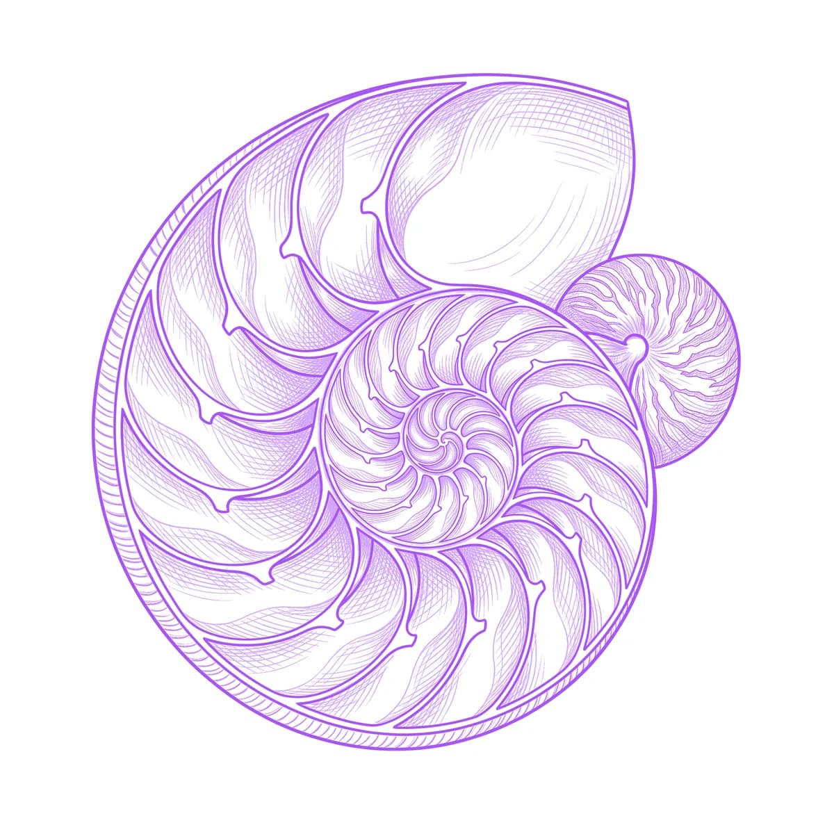 Nautilus Shell Tattoo Stencil