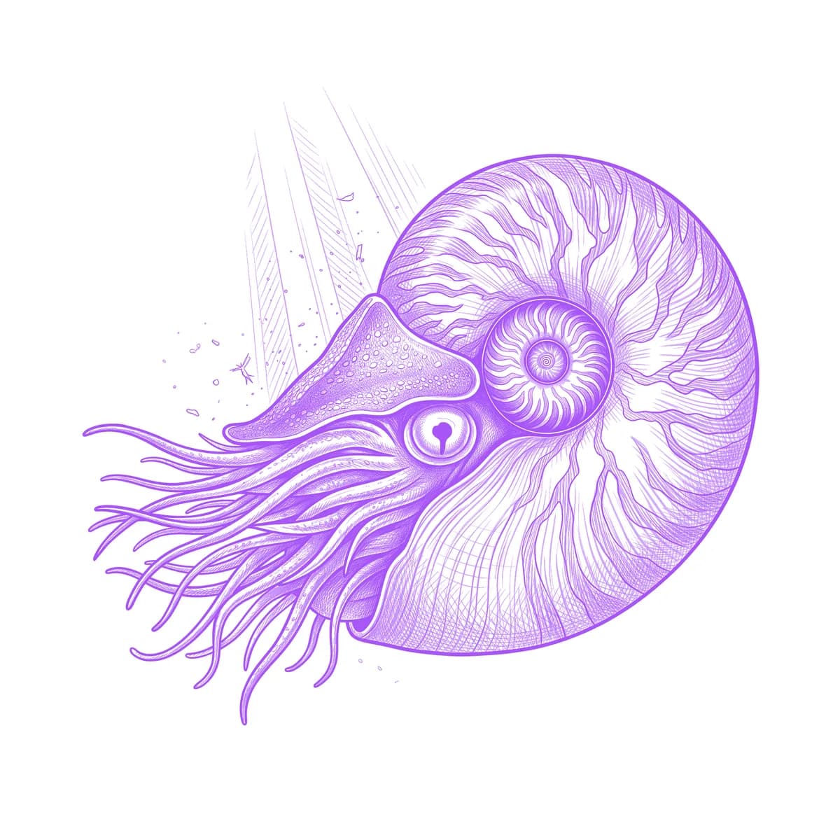 Nautilus Tattoo Stencil