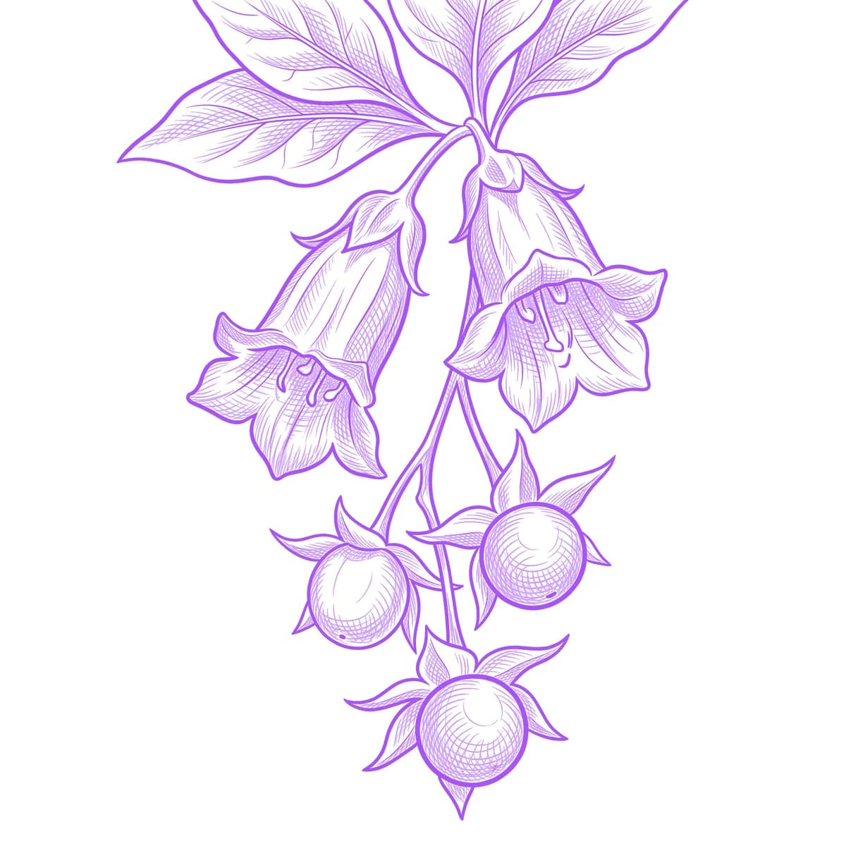 Nightshade Tattoo Stencil