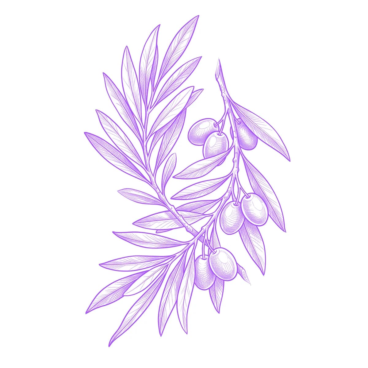 Olive Branch Tattoo Stencil