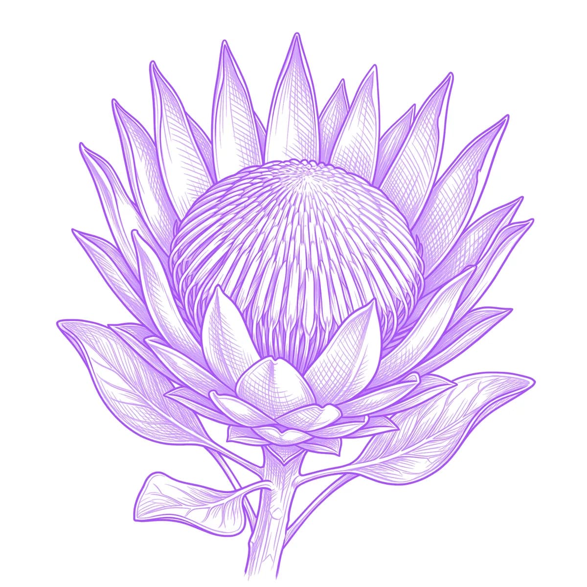 Protea Tattoo Stencil
