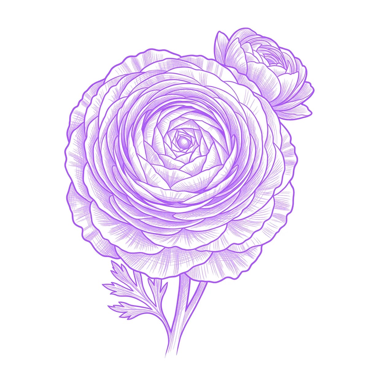 Ranunculus Tattoo Stencil