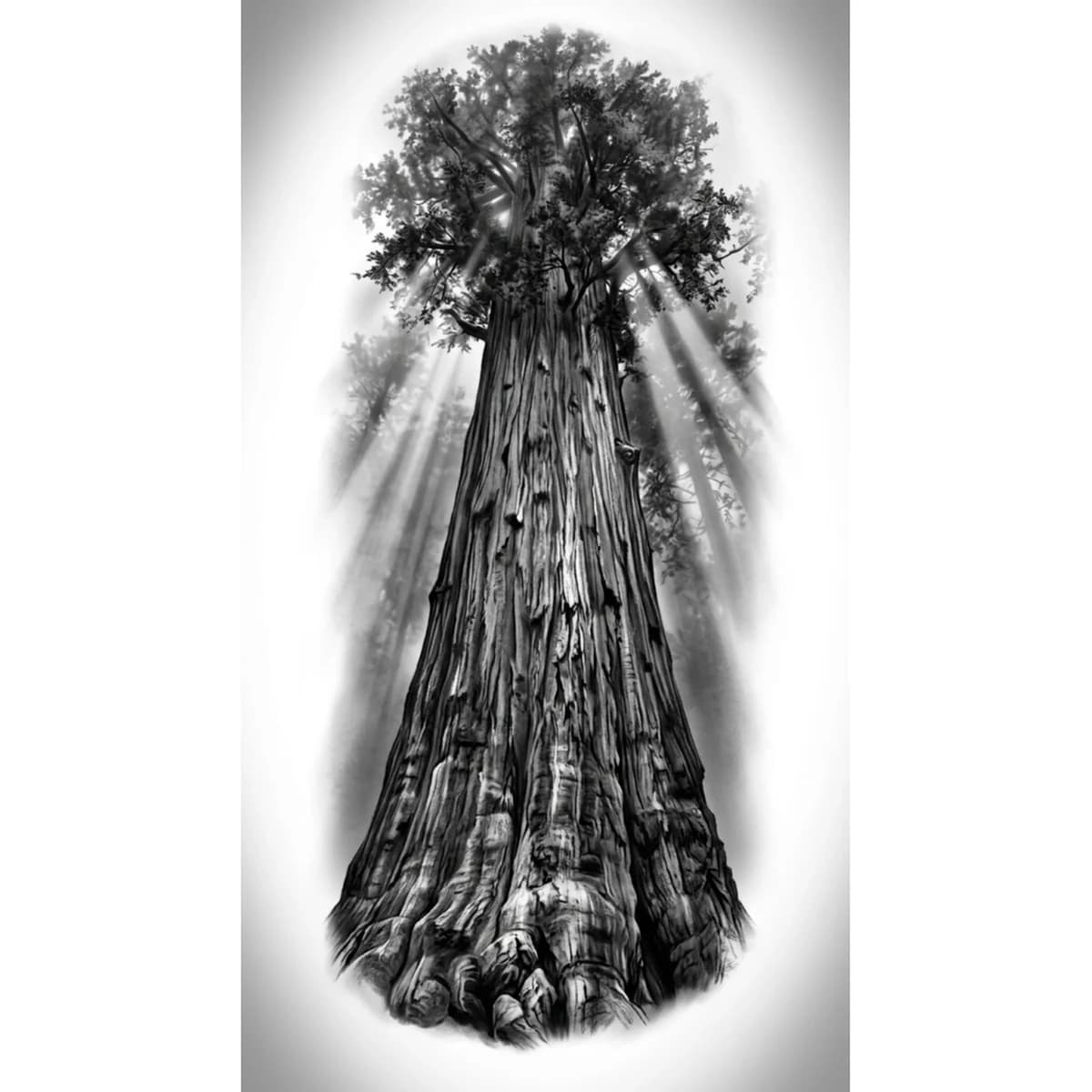 Sequoia Referenza