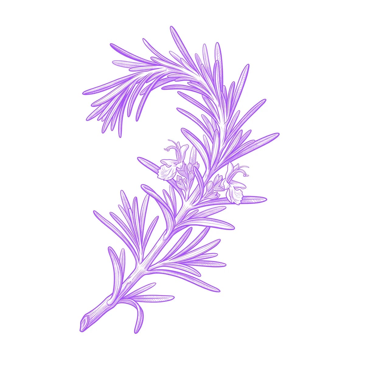 Rosemary Tattoo Stencil