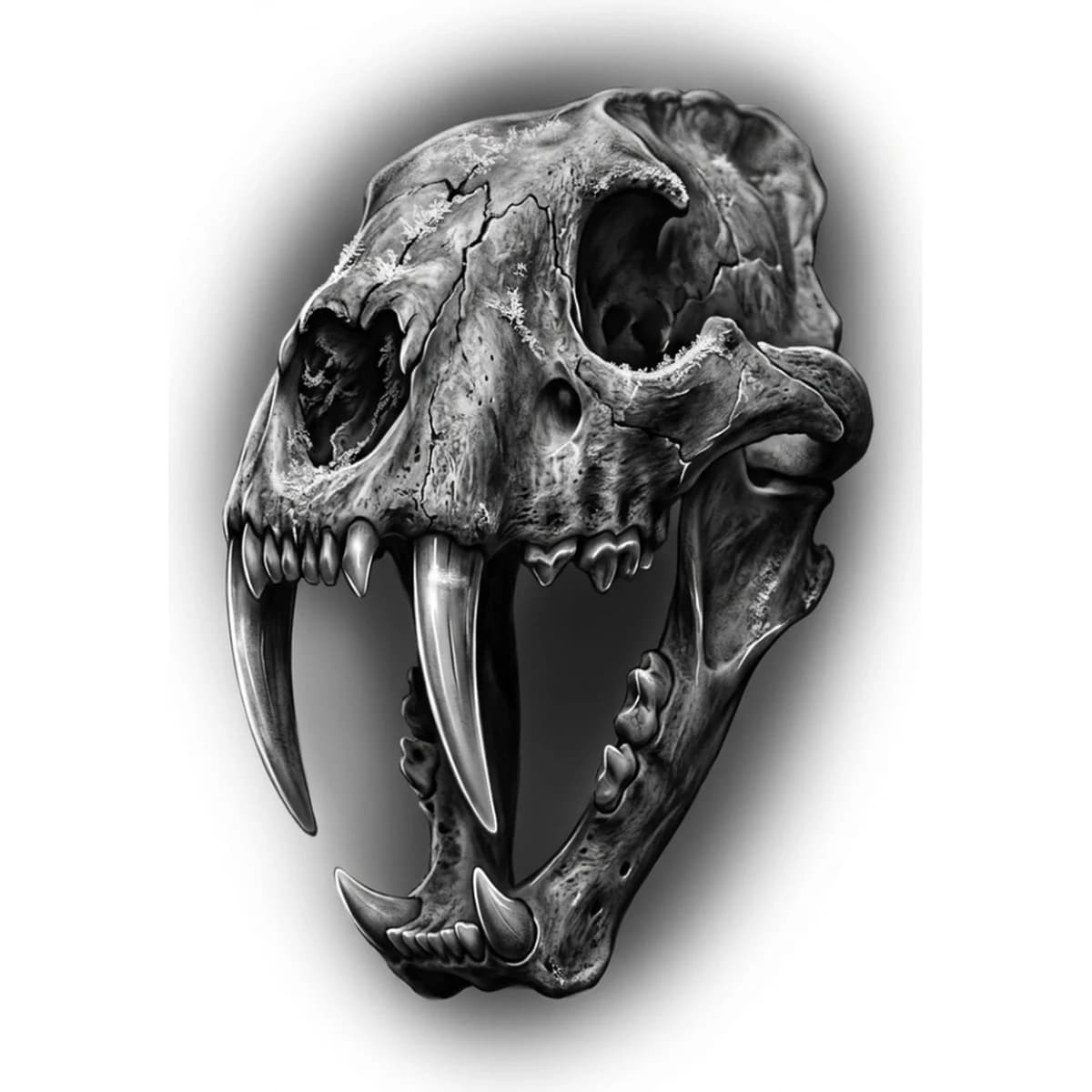 Teschio Dente di Sciabola Referenza