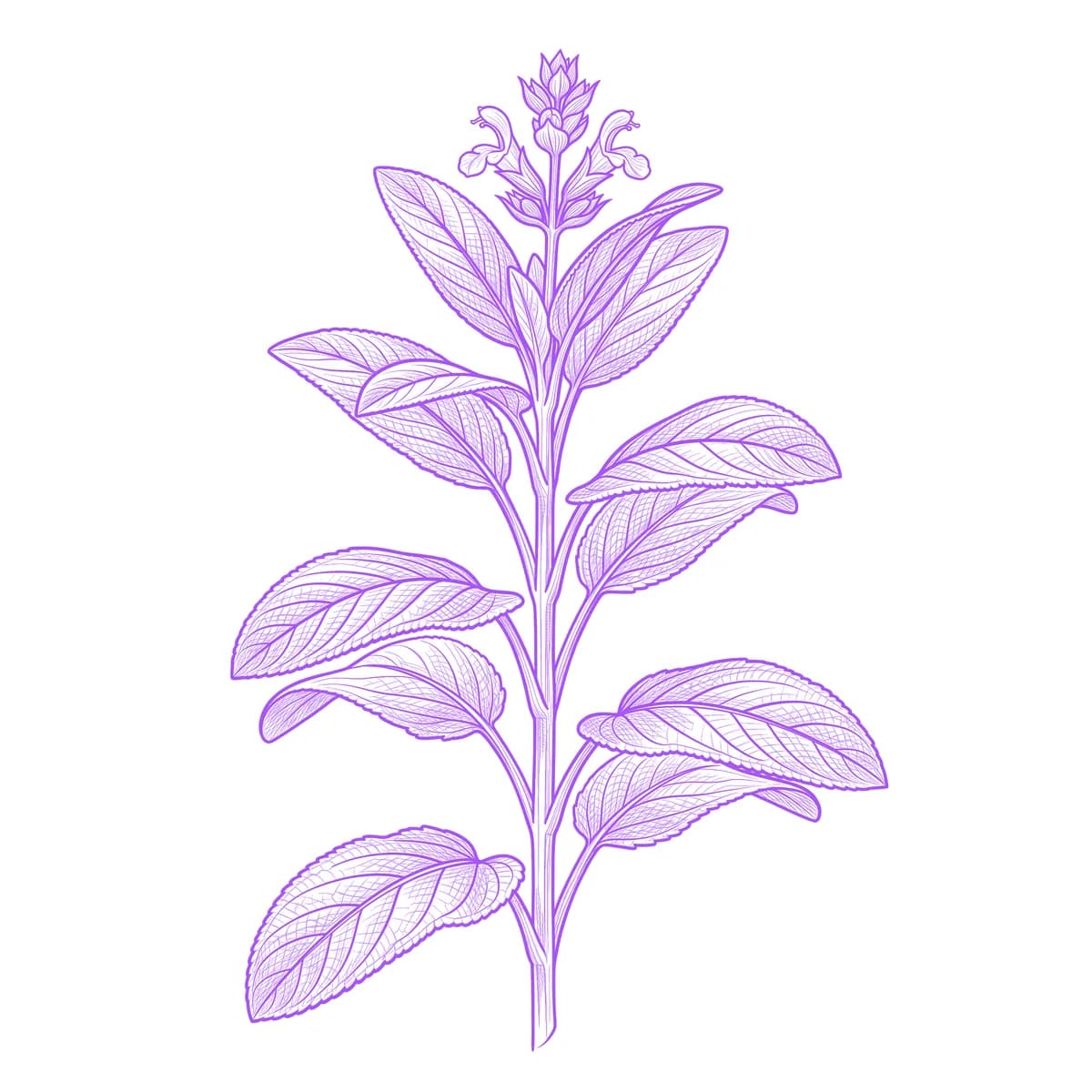 Sage Tattoo Stencil