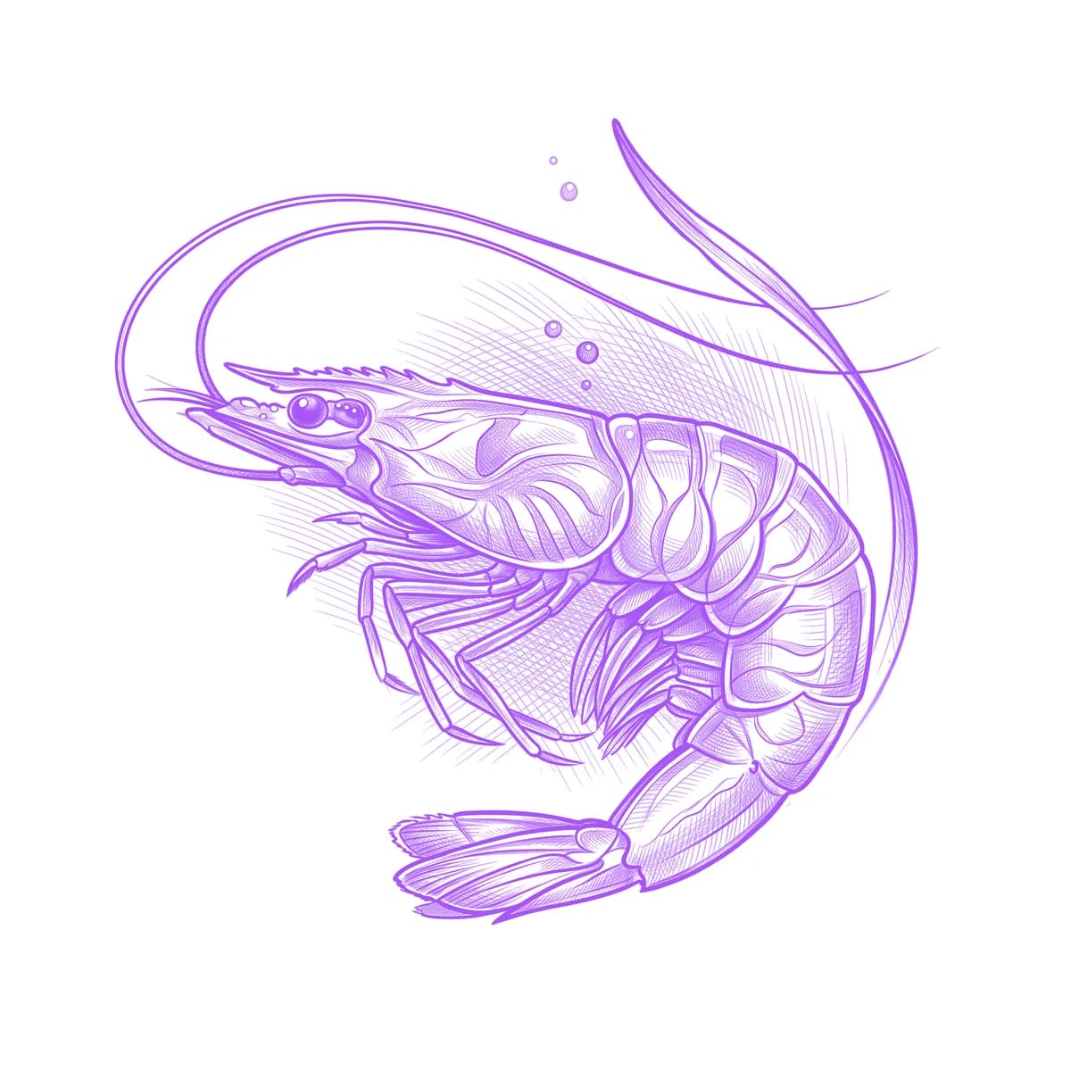 Shrimp Tattoo Stencil