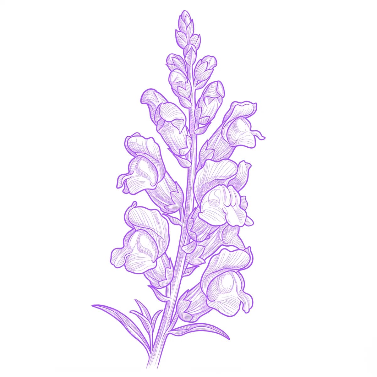 Snapdragon Tattoo Stencil