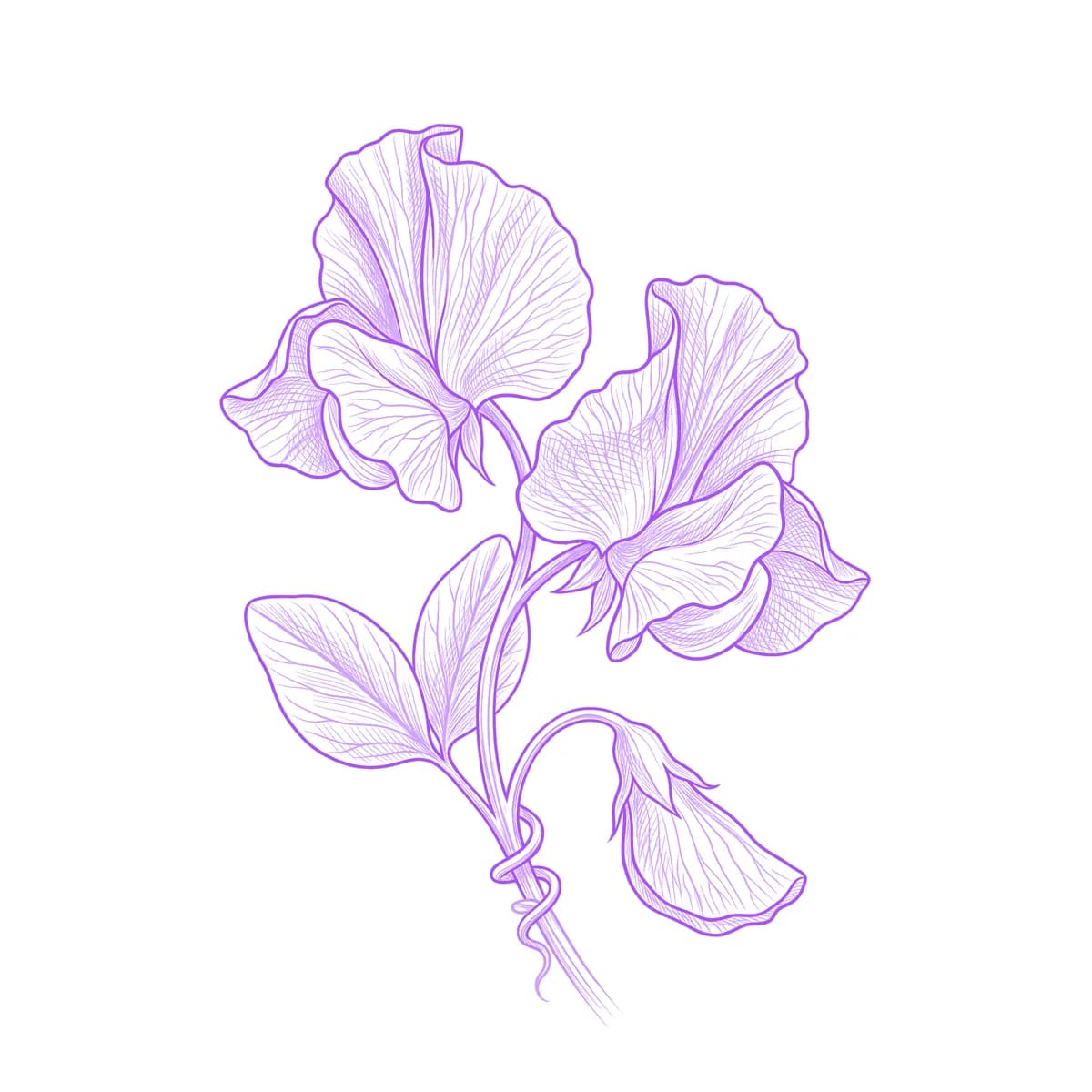 Sweet Pea Tattoo Stencil