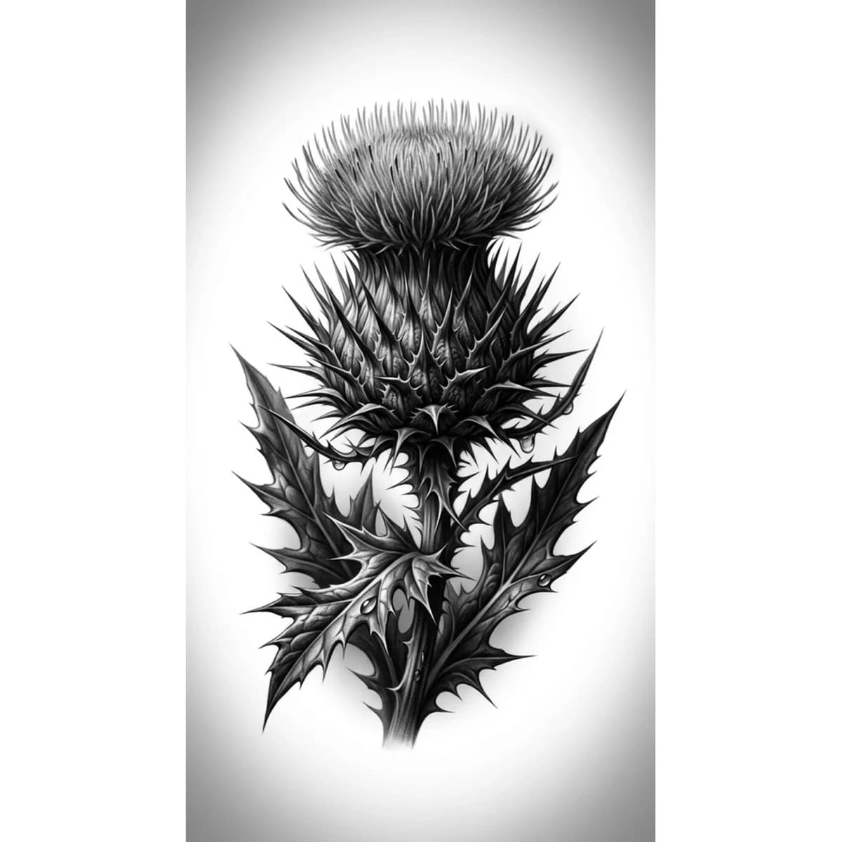 Thistle Reference