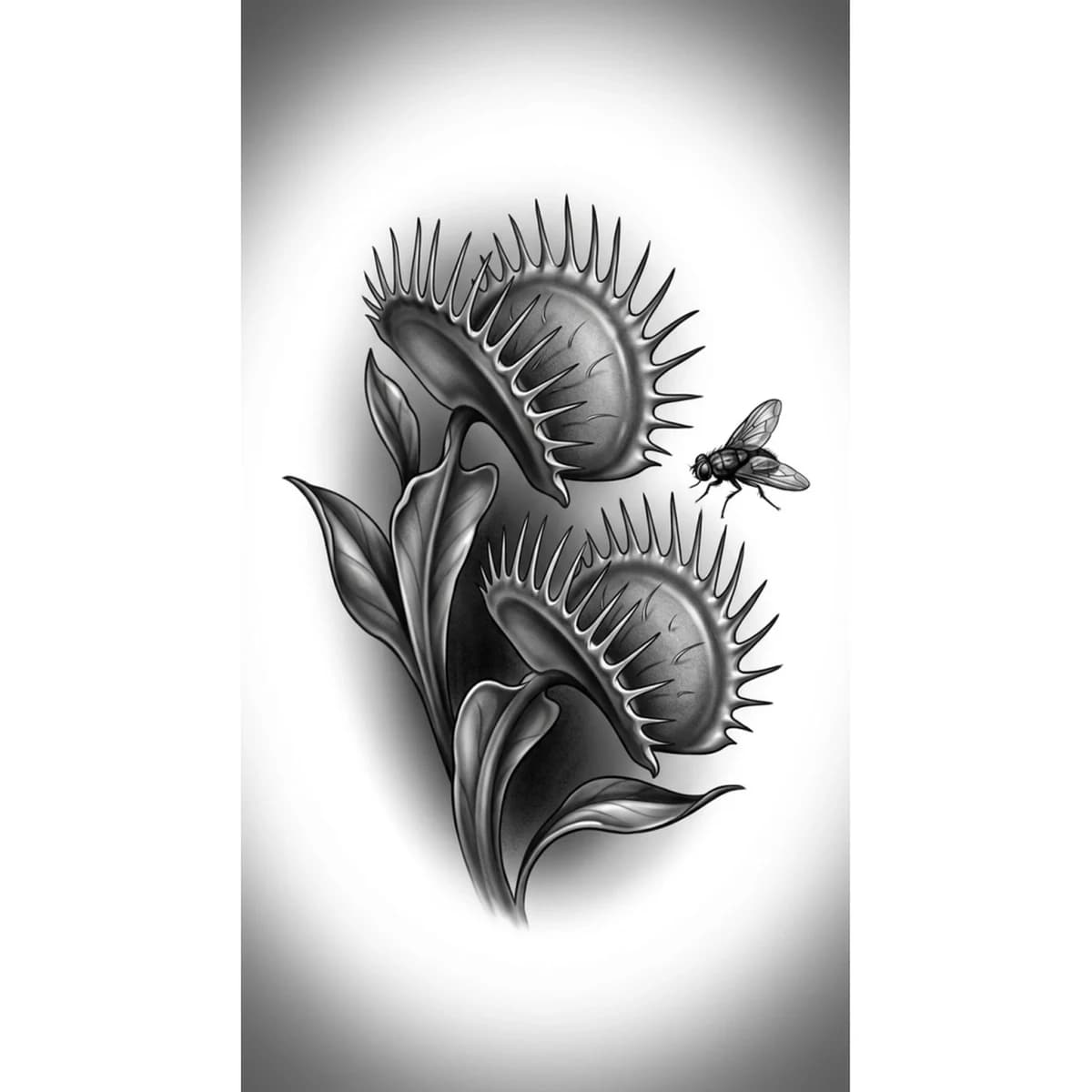 Dionea Referenza