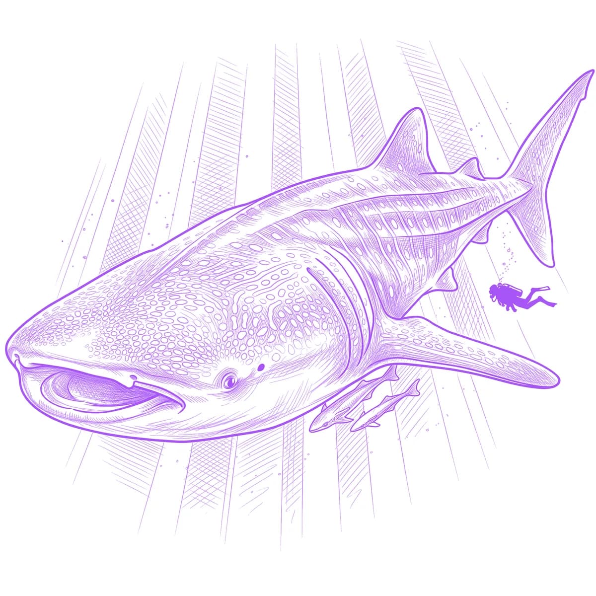 Whale Shark Tattoo Stencil