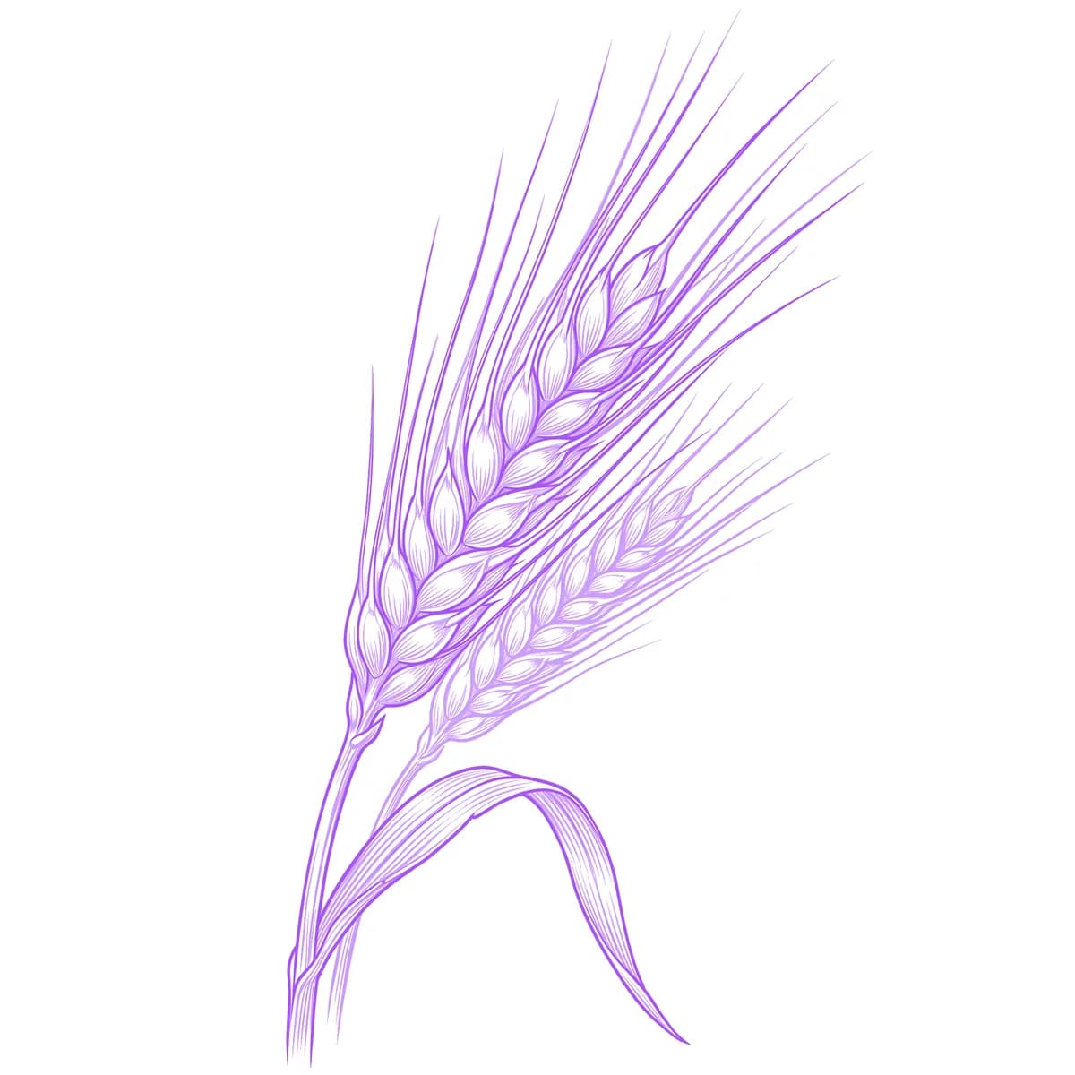 Wheat Tattoo Stencil