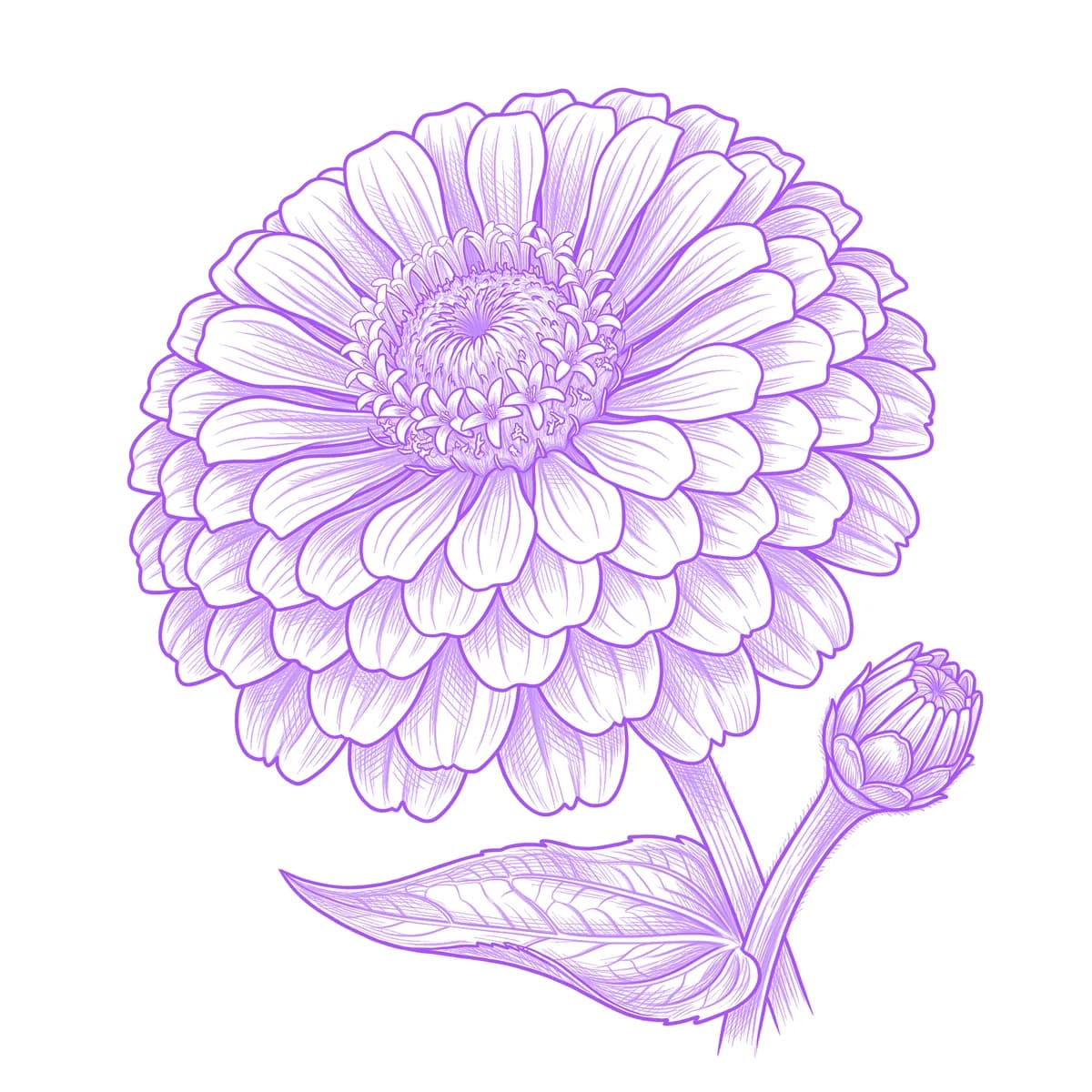 Zinnia Tattoo Stencil